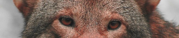 red wolf eyes
